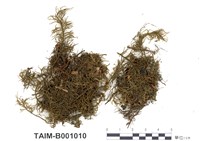 藏品(喜馬拉雅塔苔)的圖片